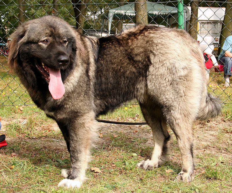 A Caucasian Shepherd dog